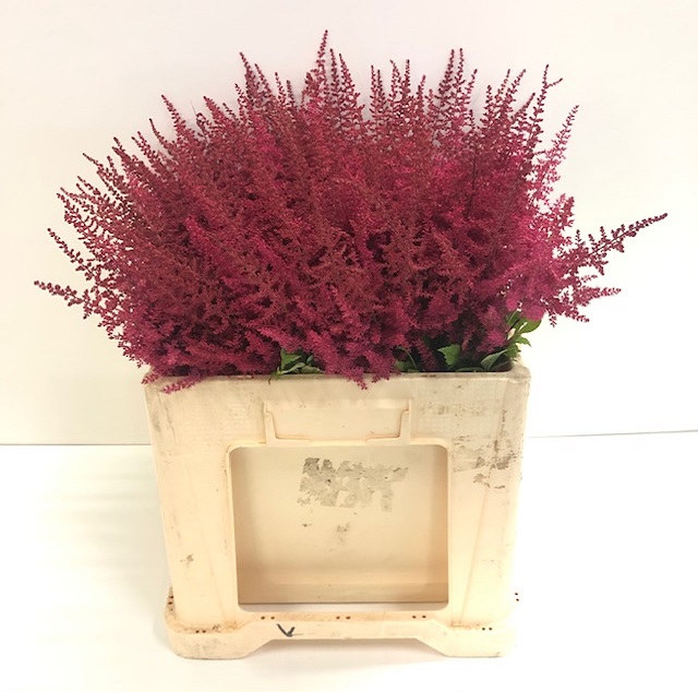 Astilbe paul gaarder.jpg